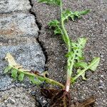 Crepis biennis Hábito