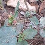 Malvastrum coromandelianum 樹皮