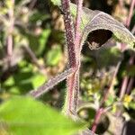 Sigesbeckia orientalis Bark