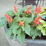 Salvia splendens Характер