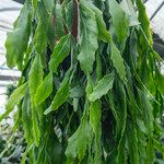 Rhipsalis occidentalis Habitus