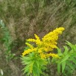 Solidago canadensis花