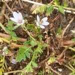 Erodium lebelii Natur