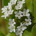 Valerianella locusta Flower