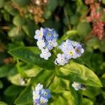 Myosotis latifolia ফুল