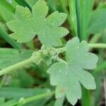 Bowlesia incana Leaf