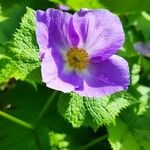 Glaucidium palmatum Blüte