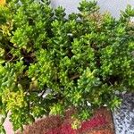 Sedum × rubrotinctum List