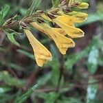 Melampyrum sylvaticum 花