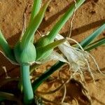 Pancratium trianthum Frukto
