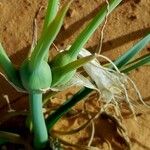 Pancratium trianthum Owoc