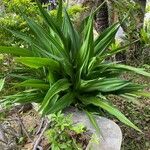 Furcraea foetida Leaf