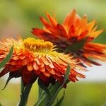 Xerochrysum bracteatum ᱵᱟᱦᱟ