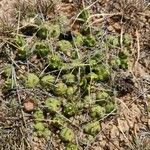 Cumulopuntia rossiana Habitus