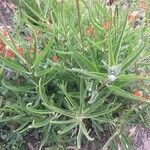 Asclepias asperula Feuille