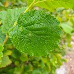 Corylus cornutaBlatt