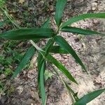 Arundinaria gigantea Blatt