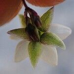 Spergula arvensis Blüte