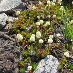 Luetkea pectinata Habit