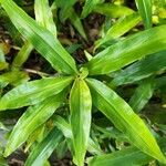 Pollia crispata Leaf