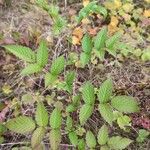 Rubus fraxinifolius Hoja