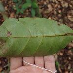Erismadelphus exsul Hoja