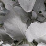Senecio candidans Hostoa
