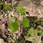 Dioscorea villosa Blatt