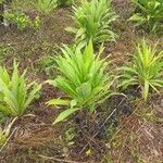 Lactuca indica Hoja