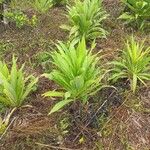 Lactuca indica Leaf