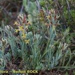Thymelaea pubescens Yeri