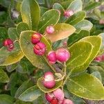 Euonymus japonicus Fruct