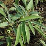 Salvia officinalis Leaf