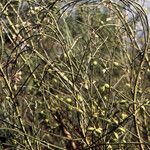 Retama monosperma Other