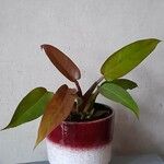 Philodendron erubescens Φύλλο