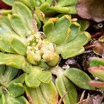 Azorella aretioides Kvet