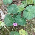 Geranium molleപുഷ്പം