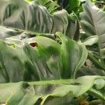 Philodendron bipennifolium Outro