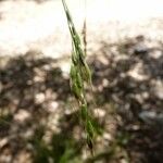 Piptatherum paradoxum 花