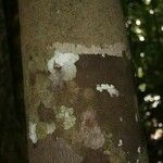 Trymatococcus oligandrus Кора