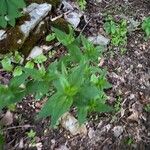 Spigelia marilandica Лист