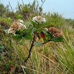 Baccharis prunifolia Hábito