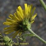 Hieracium patens Flower