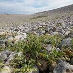 Atriplex glabriuscula Συνήθη χαρακτηριστικά