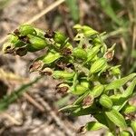 Epipactis bugacensis Vrucht