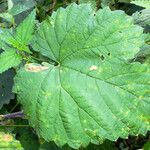 Humulus lupulus Blad