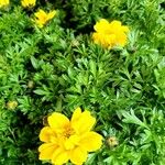 Bidens ferulifolia Virág