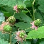 Rubus spectabilisফল