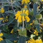 Phlomis fruticosaBlüte