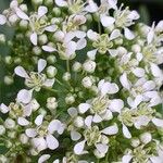 Lepidium draba Flower